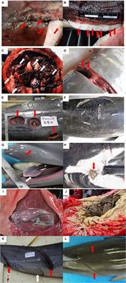 Analyzing 13 Years of Cetacean Strandings: Multiple Stressors to Cetaceans in Taiwanese Waters and Their Implications for Conservation and Future Research